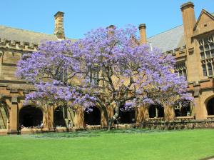 The famous Sydney Uni Jacaranda (1927-)...it holds a special place in my heart, and that of many other alumni.
